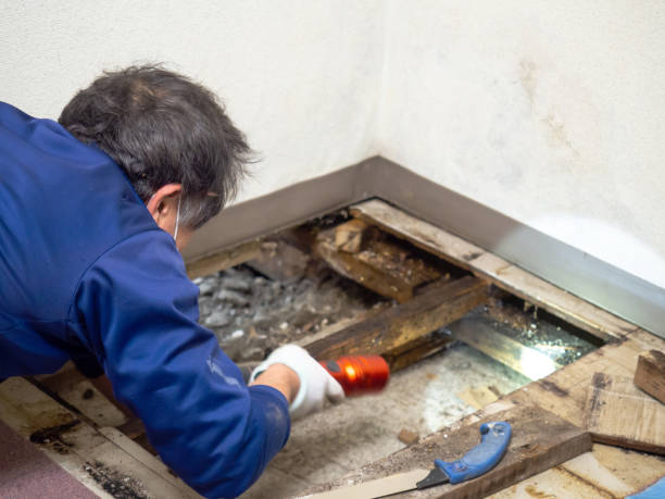 Best Mold Removal Company Near Me  in Wood River, IL