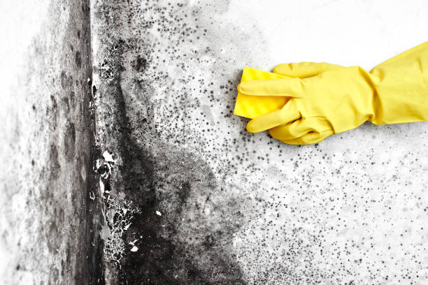 Best Mold Remediation  in Wood River, IL