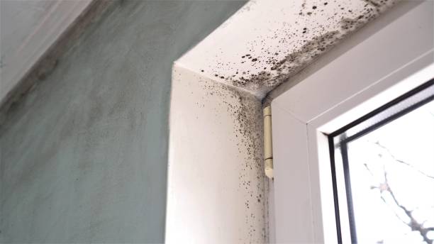 Best Mold Testing  in Wood River, IL