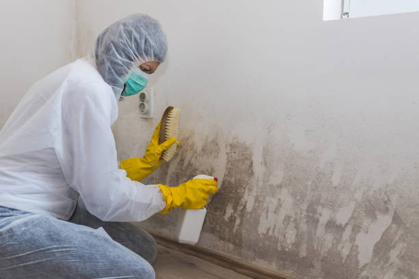 Best Affordable Mold Removal  in Wood River, IL