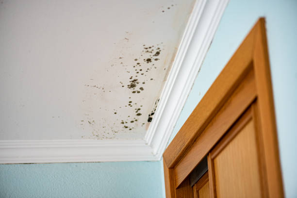 Professional Mold Removal in Wood River, IL