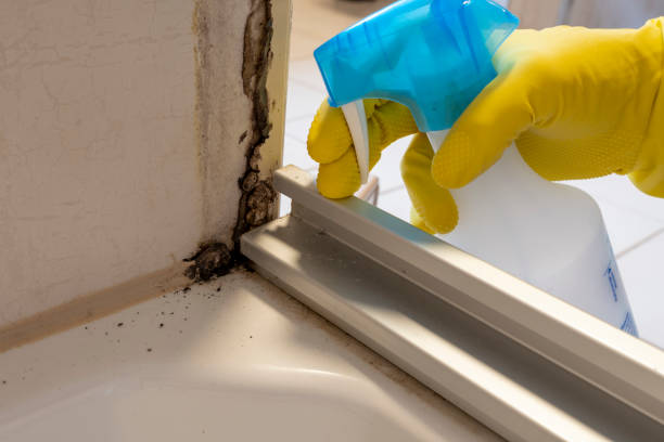 Best Local Mold Removal Service  in Wood River, IL