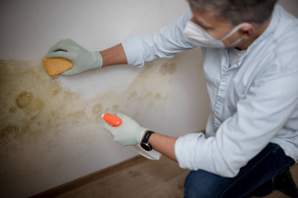 Mold Removal Process in Wood River, IL