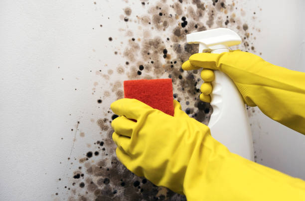 Best Commercial Mold Removal  in Wood River, IL