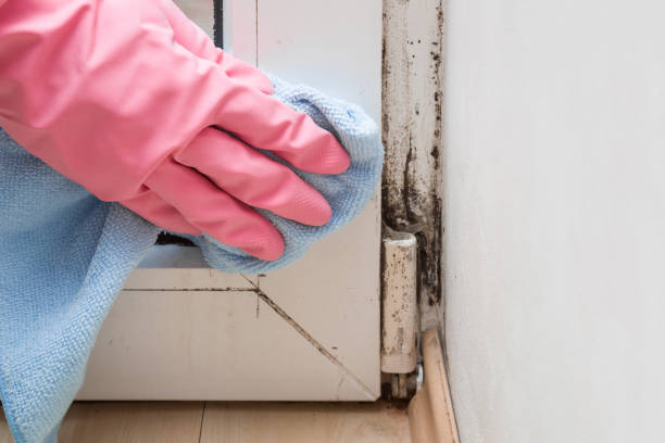 Best Mold Remediation Services  in Wood River, IL