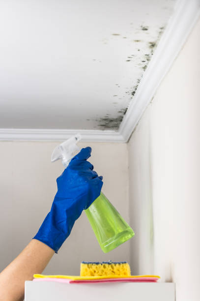 Best Fast Mold Removal  in Wood River, IL