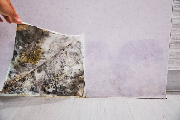 Best Mold Damage Repair  in Wood River, IL